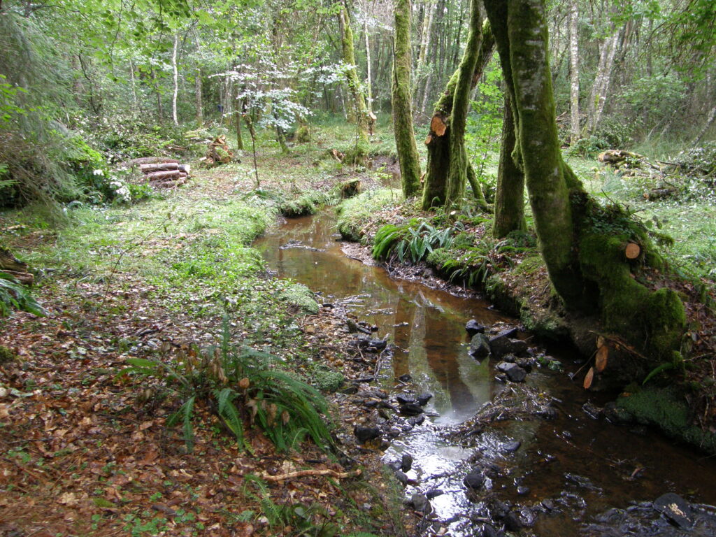 foret-haute-corrèze-entretien-de-ruisseau - Agrandir l'image, fenêtre modale